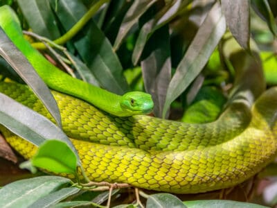 Western Green Mamba Picture