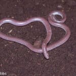 Western Blind Snake