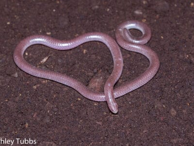 Western Blind Snake Picture