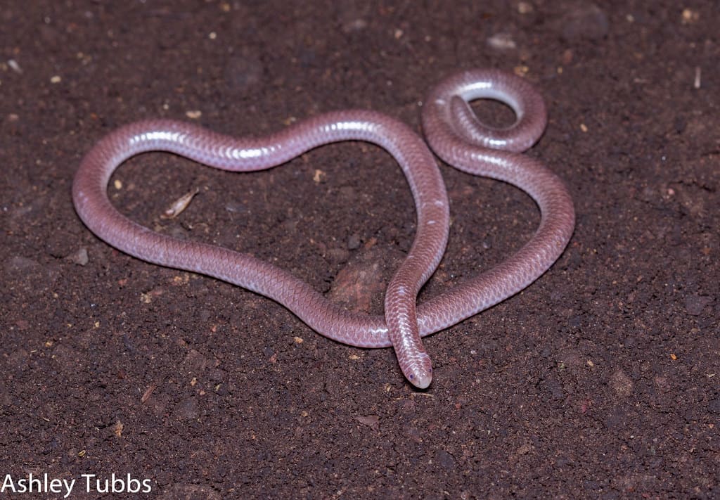 A Western blind snake on dark soil