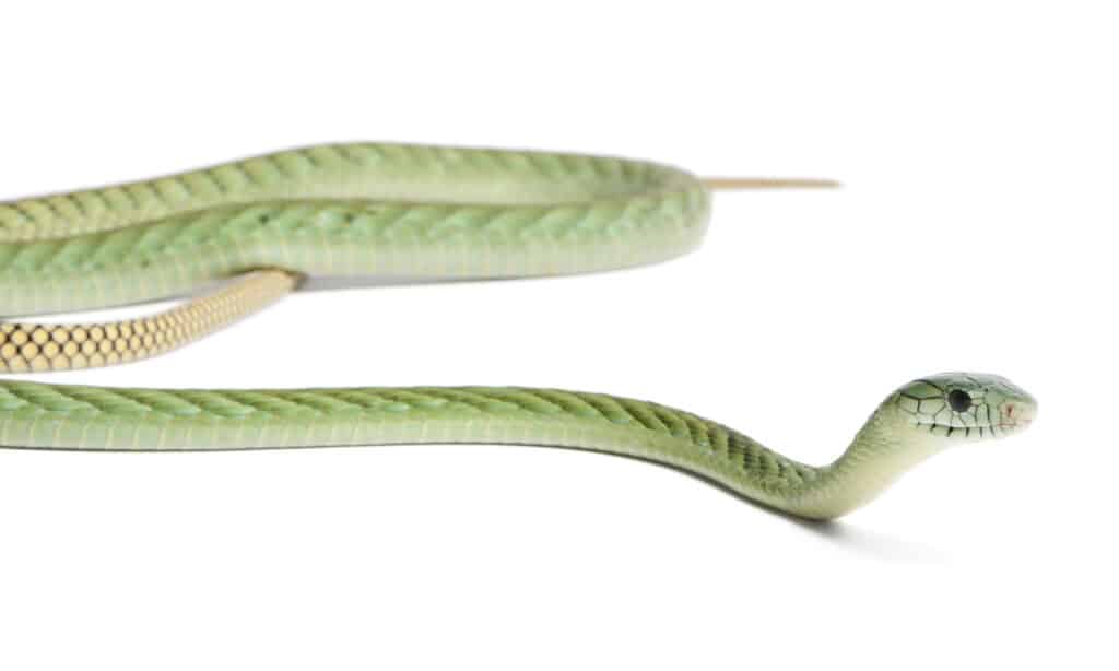 Western green mamba isolated