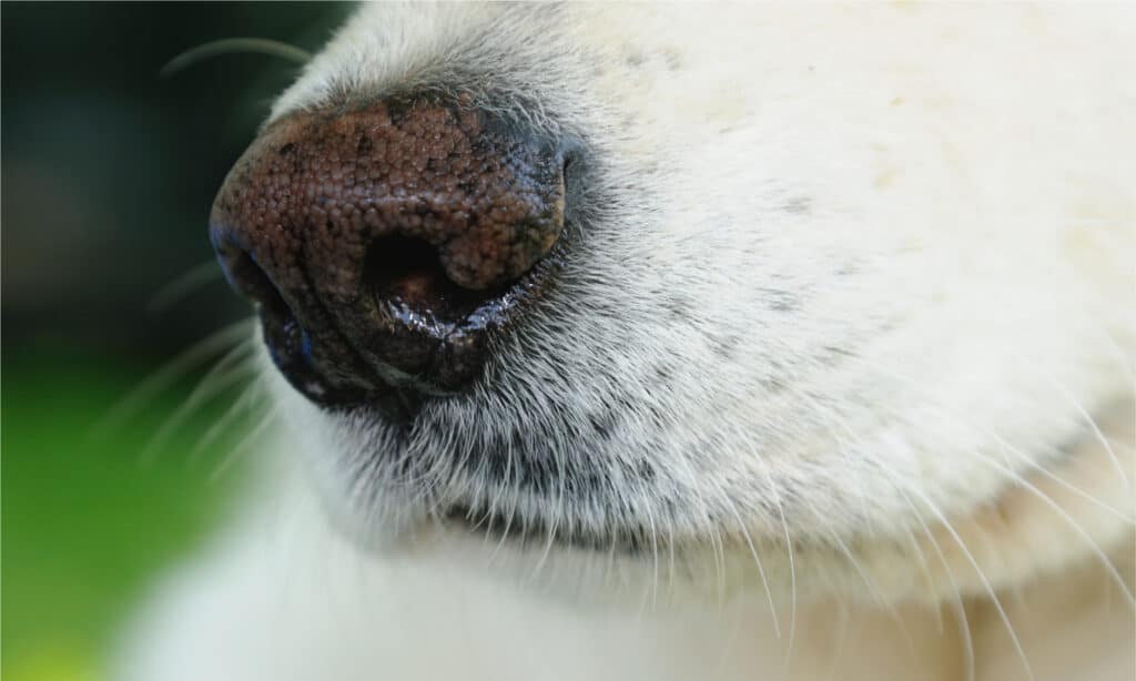 White German Shepherd nose