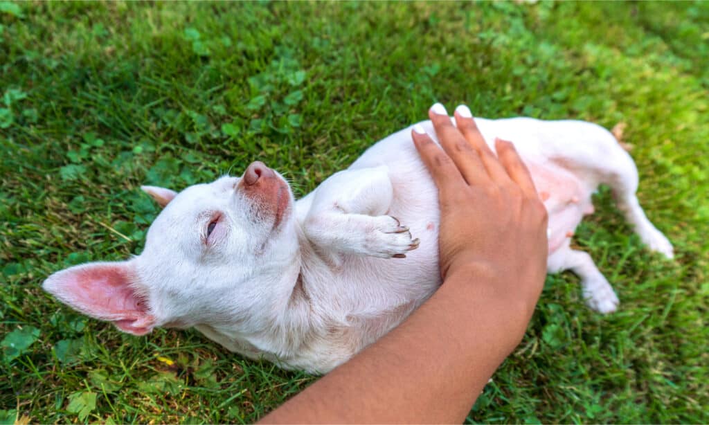 White chihuahua getting a belly rub from a woman