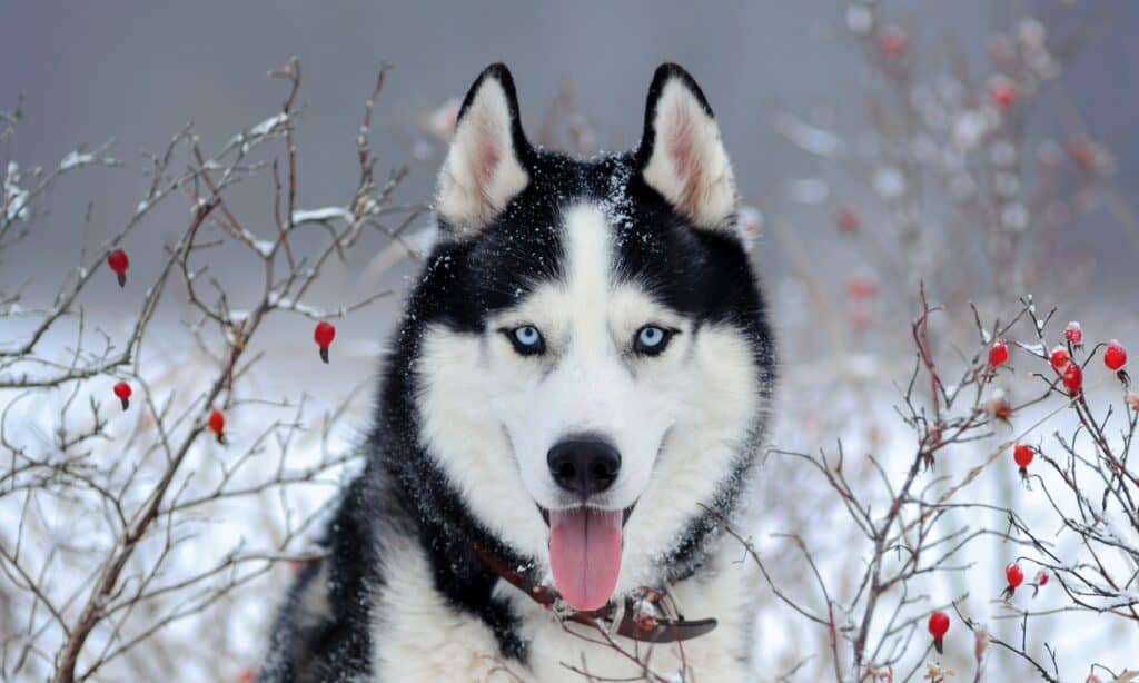Pourquoi les Huskies de Sibérie ont les yeux bleus