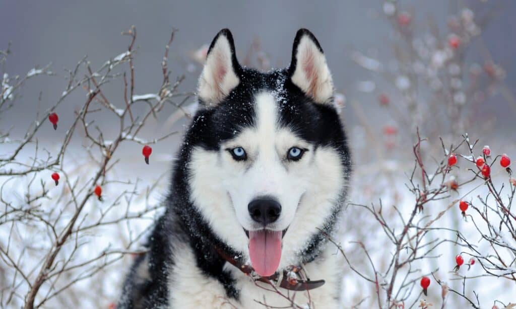 are light blue huskies eyes blind