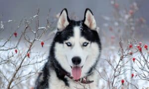 Why Do Siberian Huskies Have Blue Eyes? Picture