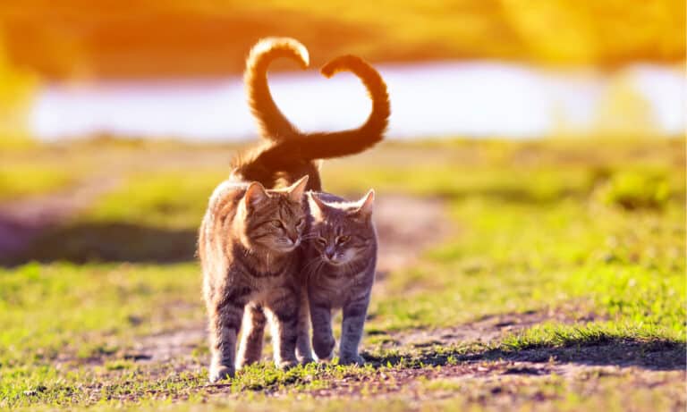 Why do cats wag their tails