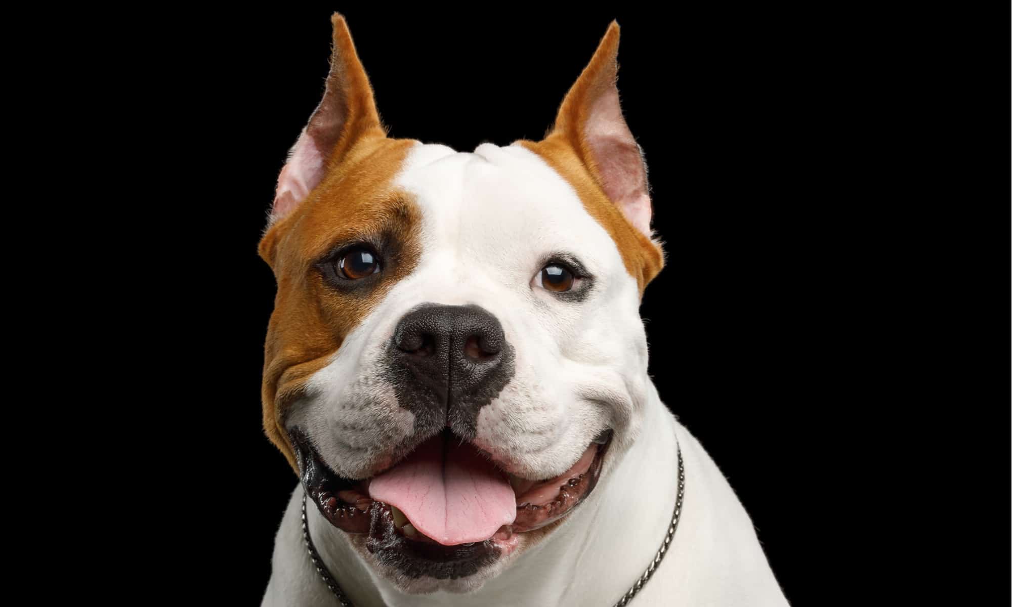 Top 9 Reasons Why Dogs Put Their Ears Back, And What They'Re Saying - Az  Animals