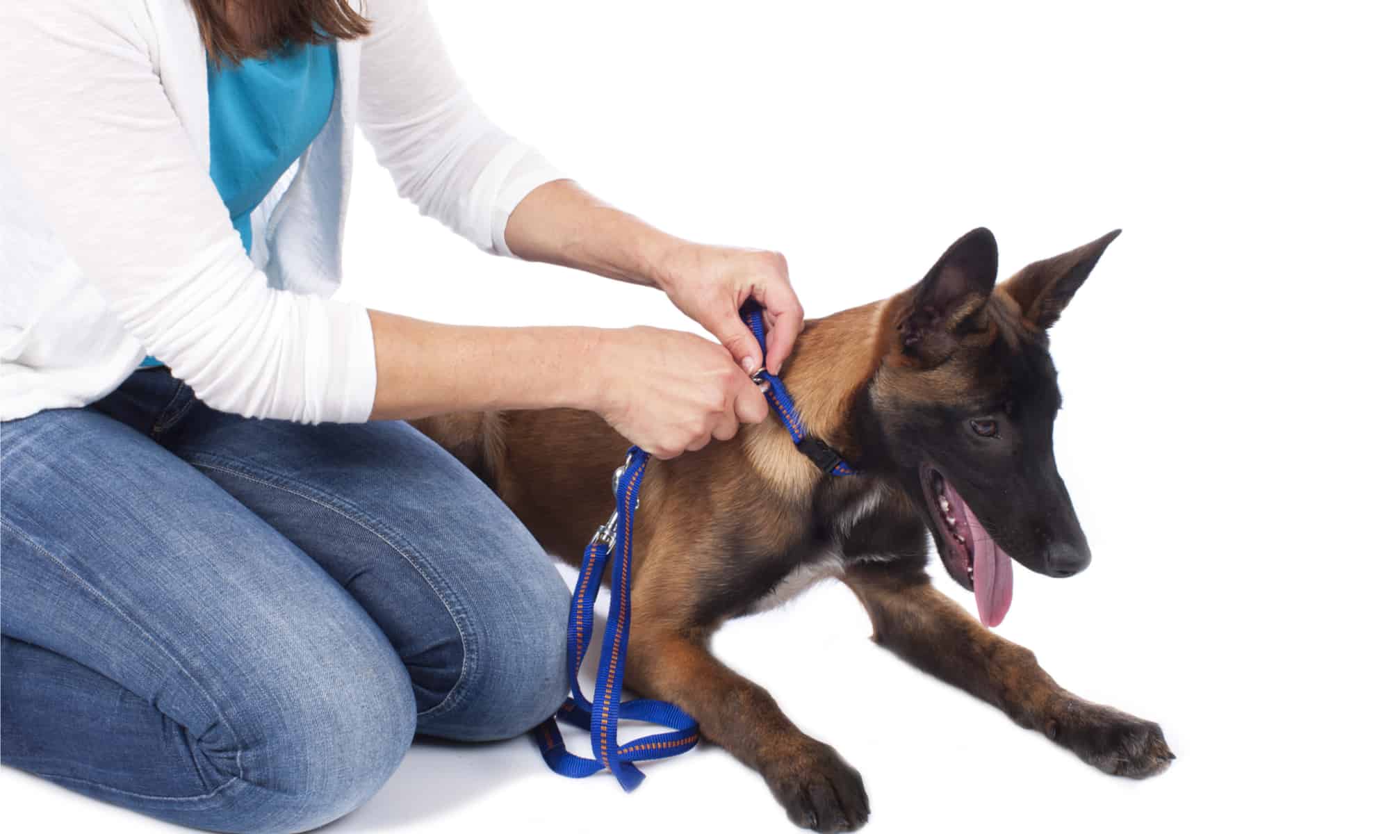 Woman attaching a leash to dog's collar