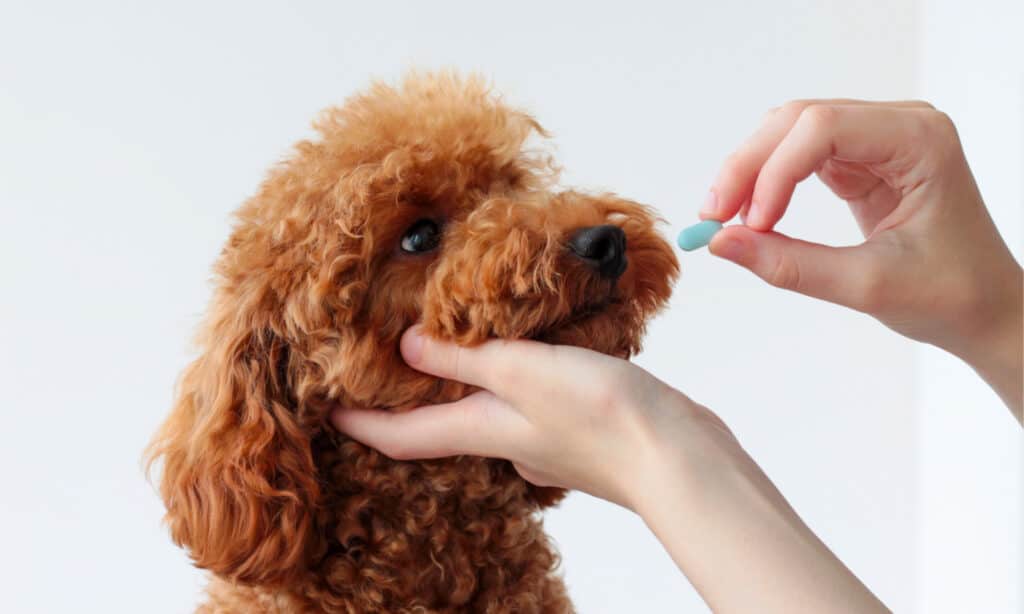 Woman giving medicine to miniature poodle