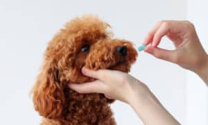 Ursodiol Dosage Chart for Dogs: Risks, Side Effects, Dosage, and More Picture