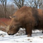Woolly rhinoceros