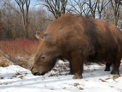 A Woolly Rhinoceros