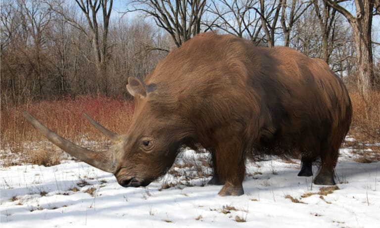 An illustration of the extinct Woolly Rhinoceros slowly making his way through an Ice Age forest. The woolly rhinoceros was a member of the Pleistocene megafauna, common throughout Europe.