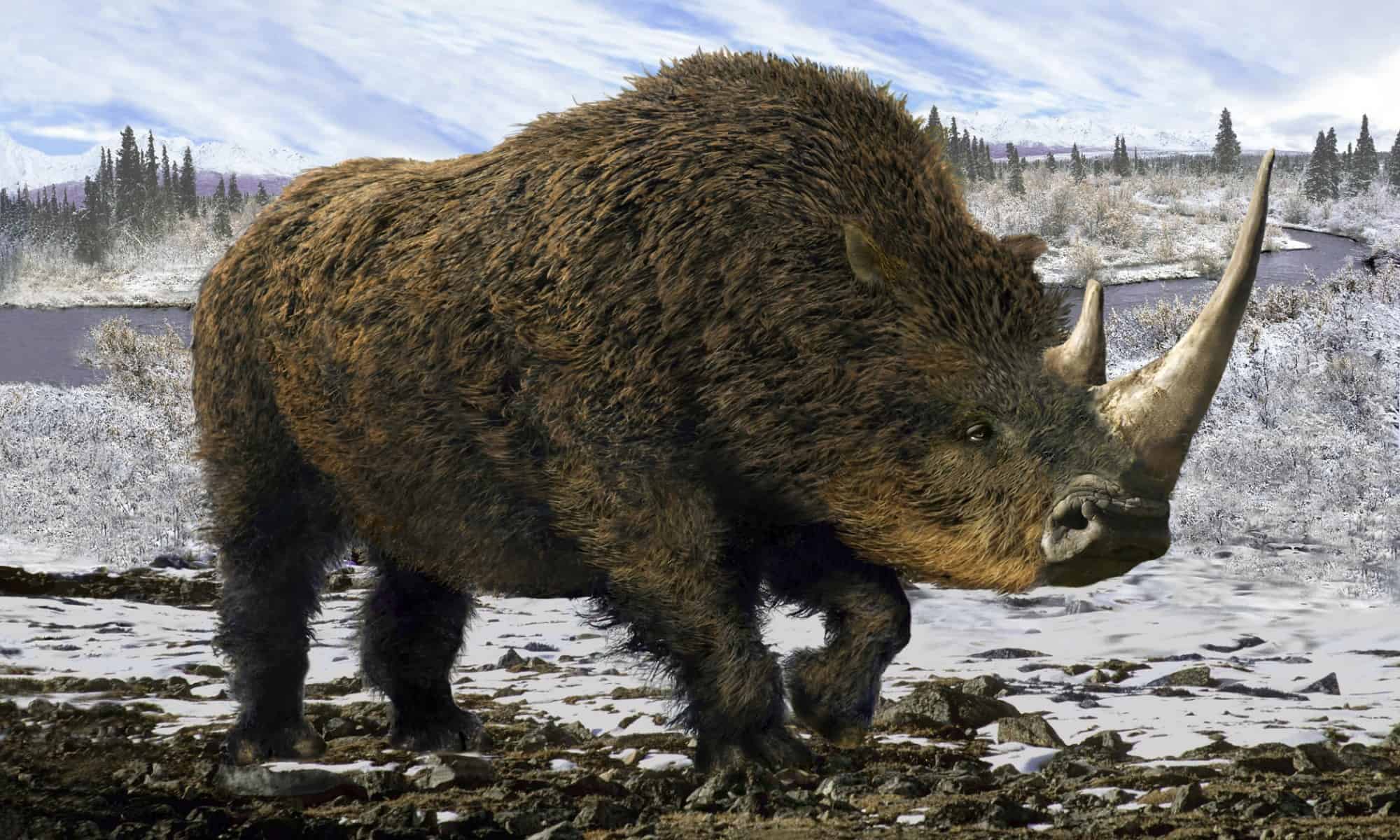 Discover the 6,000lb Woolly Rhinoceros With a Deadly 5ft Horn - W3schools