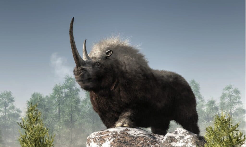 Woolly Rhinoceros