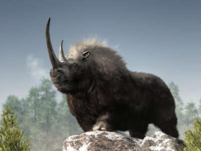 A Discover the 6,000lb Woolly Rhinoceros With a Deadly 5ft Horn