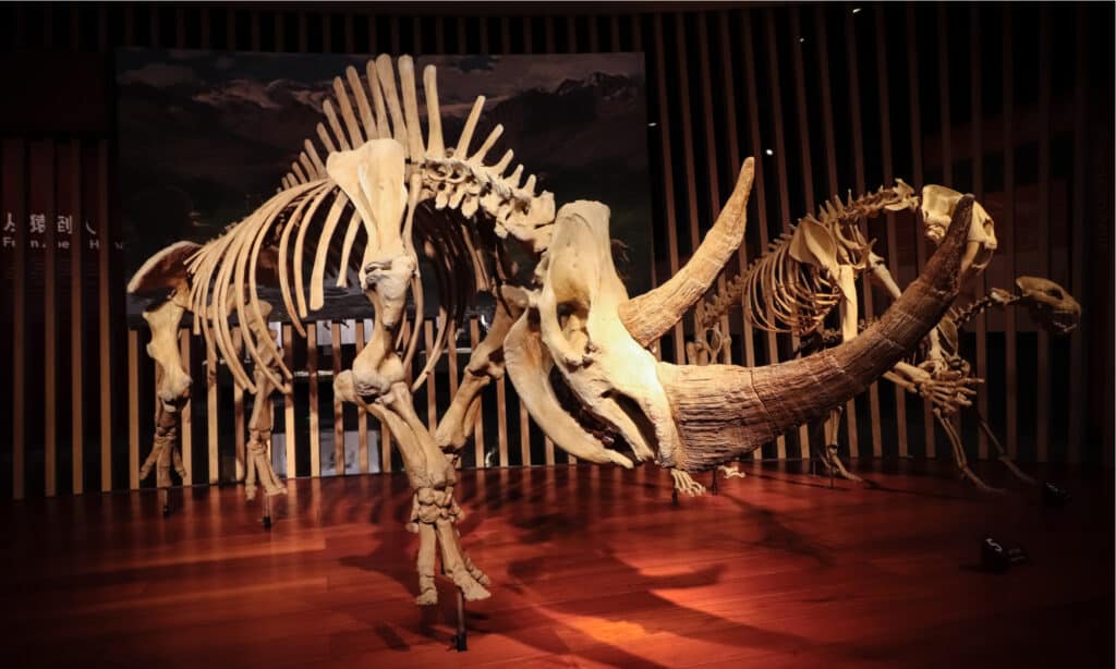 Fossil of woolly rhinoceros (Coelodonta antiquitatis) at Shanghai Natural History Museum. The Woolly rhinoceros became extinct during last glacial period around 10,000 years ago.