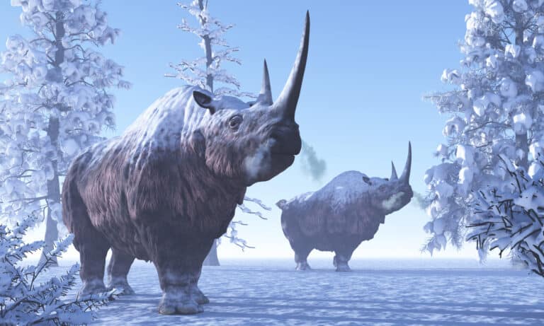 Woolly rhinoceros males keep each other company during a snowy winter in the Pleistocene Period.