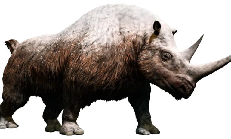 Woolly rhinoceros isolated on white background.