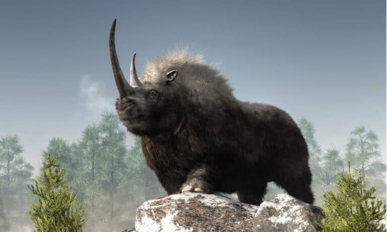 A woolly rhinoceros stands atop some snow covered rocks in a wintry ice age scene. The dark fur-covered, ice age beast, is a massive creature with a great curved horn and a strong build.