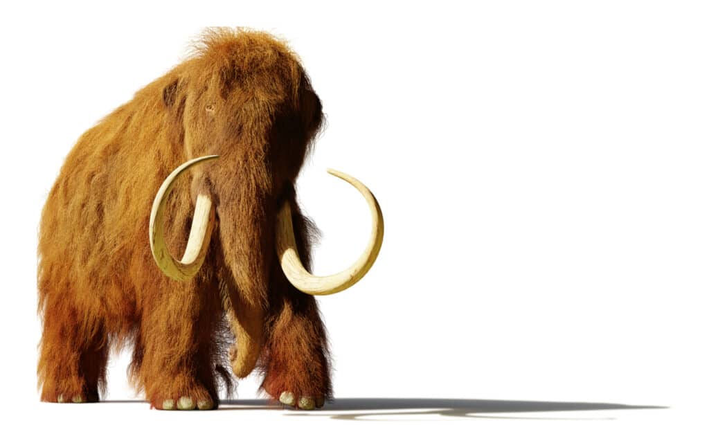 3D rendering of a Wooly Mammoth on white background