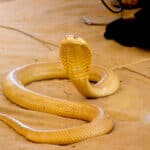 Cape cobra