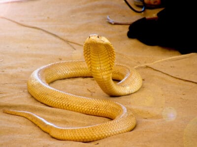 A Yellow Cobra