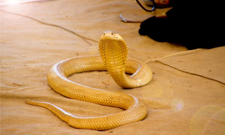 The Yellow Cobra spreads a wide hood in defense when threatened or confronted.