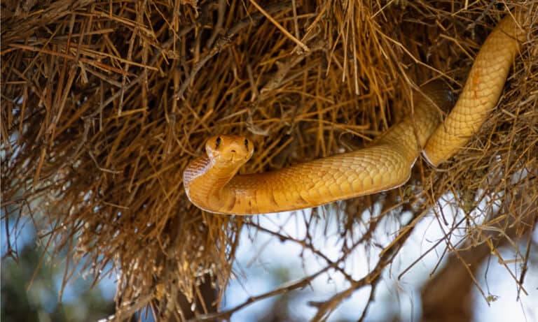 A Cape Cobra hunting for birds in a Sociable Weavers nest in the Kalahari, South Africa.
