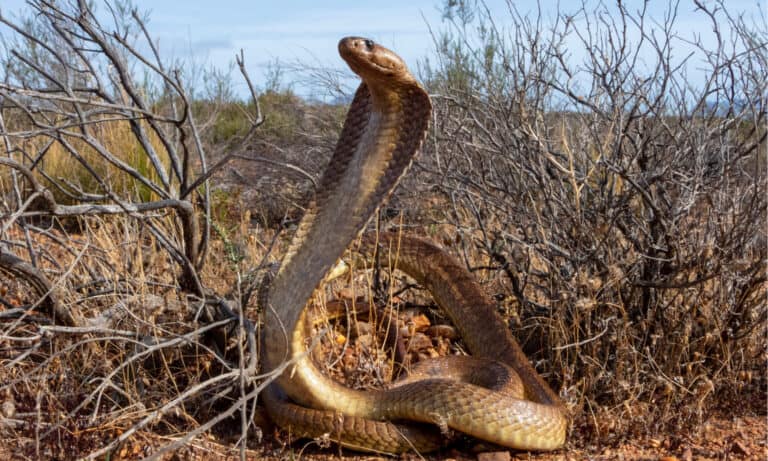 The Yellow Cobra has a broad head that's indistinct from the body.
