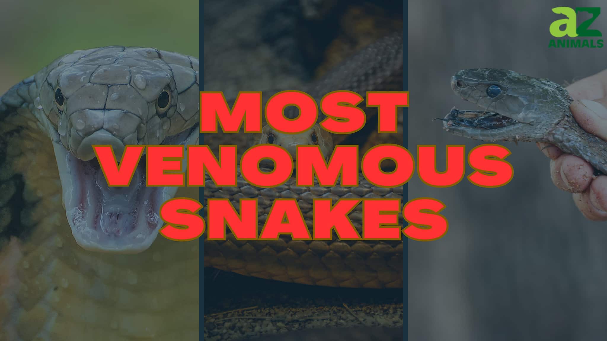 The Top 10 Most Venomous Snakes in the World - A-Z Animals