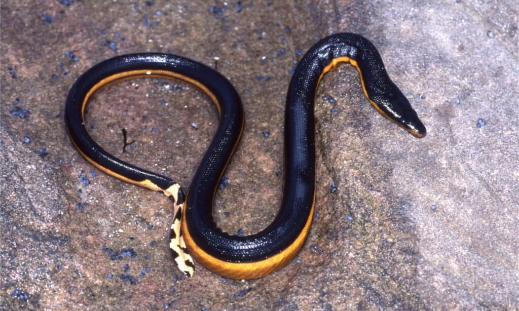 Un serpent de mer à ventre jaune sur des rochers
