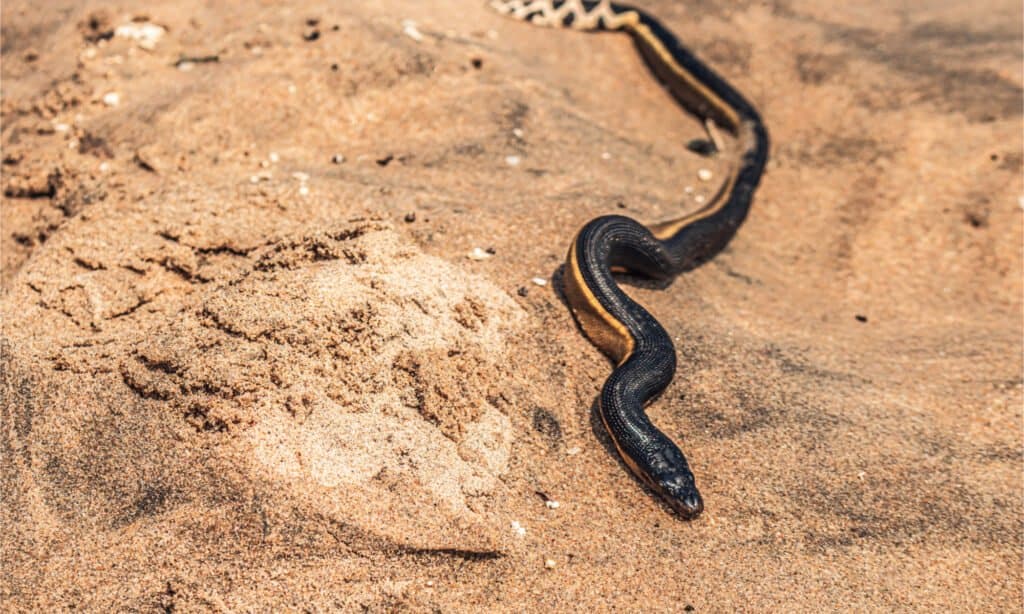 A yellow-bellied sea snake washed up on a beach