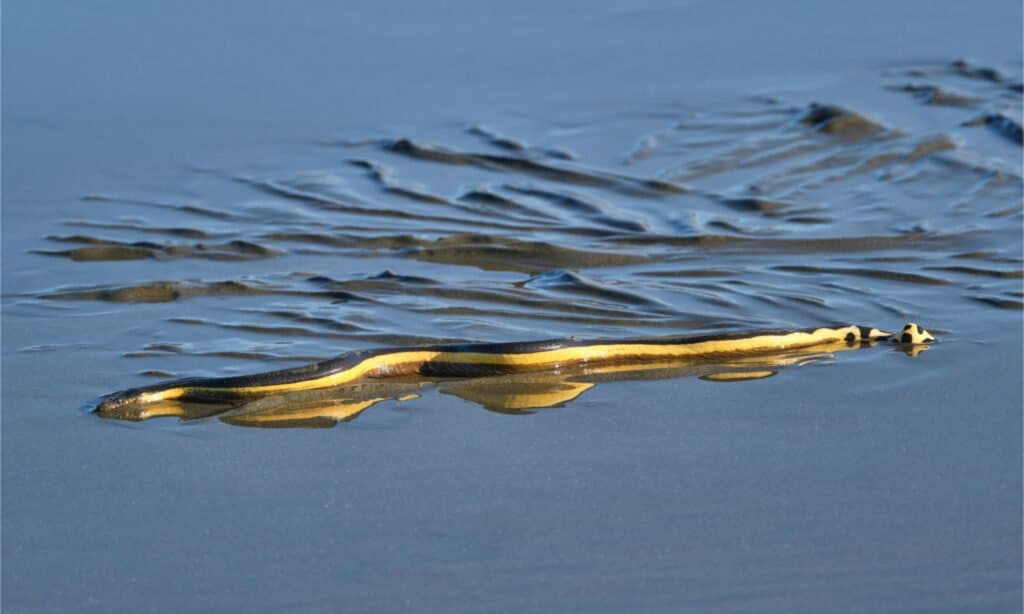 Serpent de mer à ventre jaune échoué sur la plage
