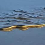 Yellow-bellied sea snake