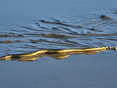 A Yellow-Bellied Sea Snake