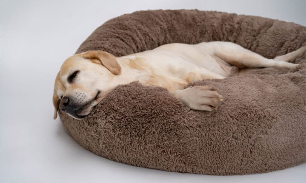 A yellow lab lying in its bed