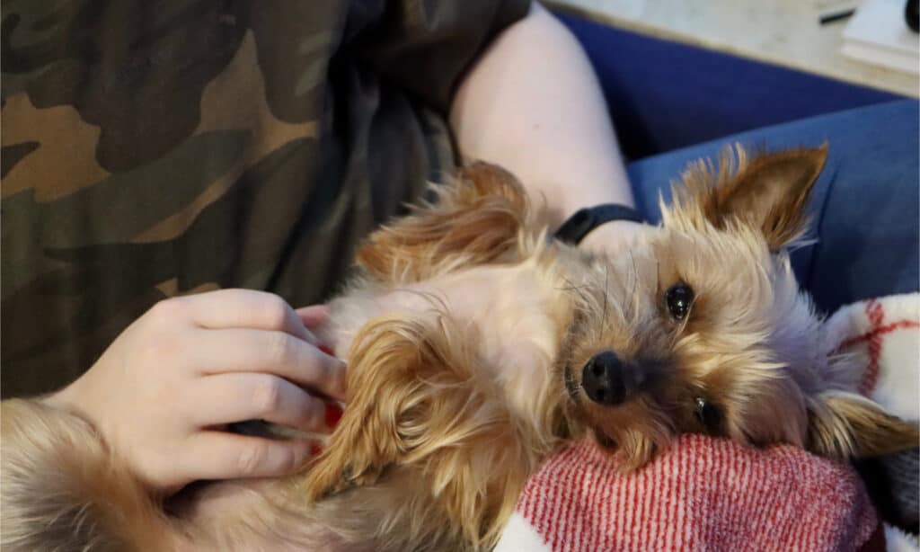 Yorkie getting a belly rub from a woman