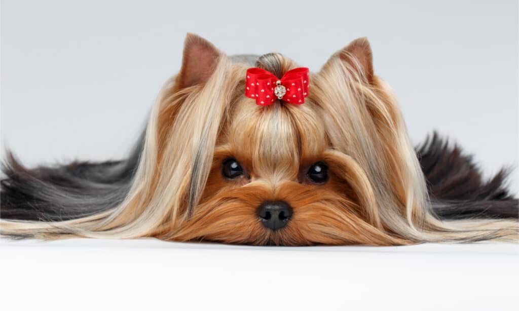 A Yorkshire terrier with a red bow