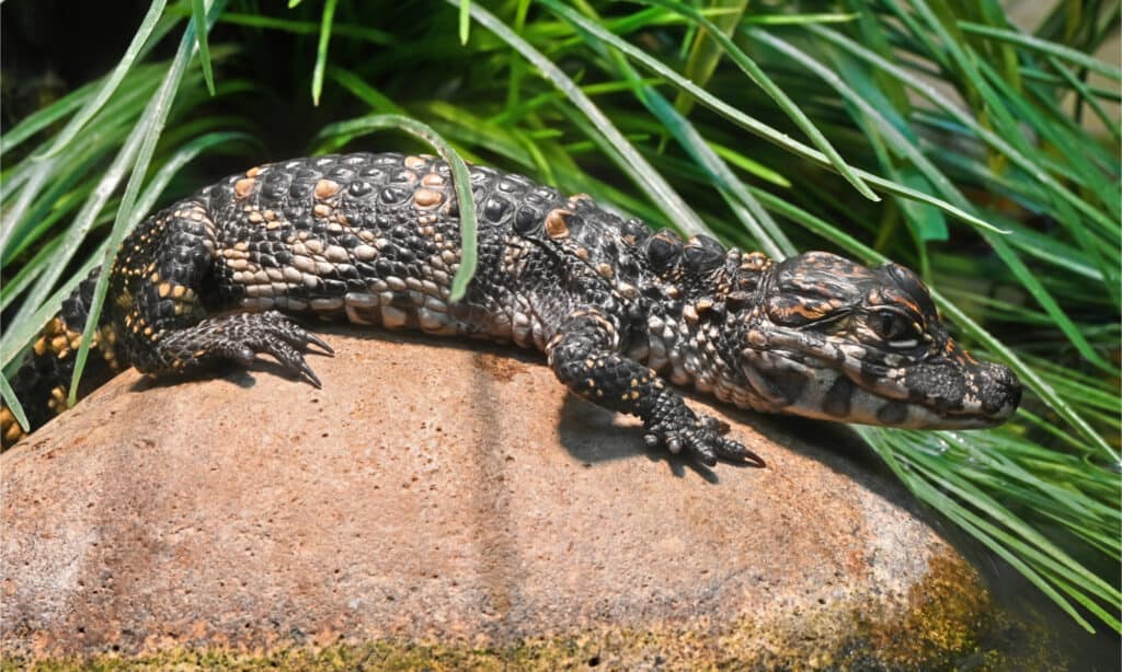 Young Chinese alligator basking in the sun on a rock