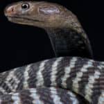 Zebra spitting cobra