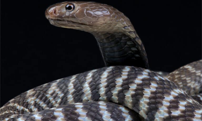 A zebra spitting snake with its head raised