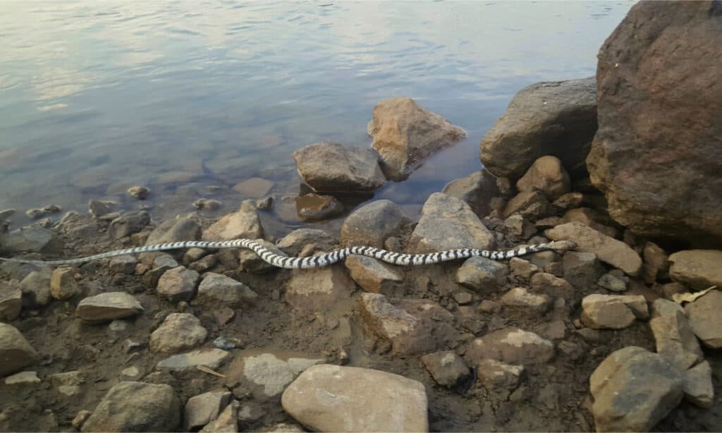 A zebra spitting cobra on rocks near some water
