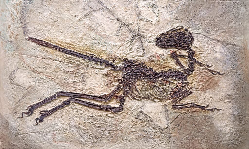 Zhenyuanlong fossil