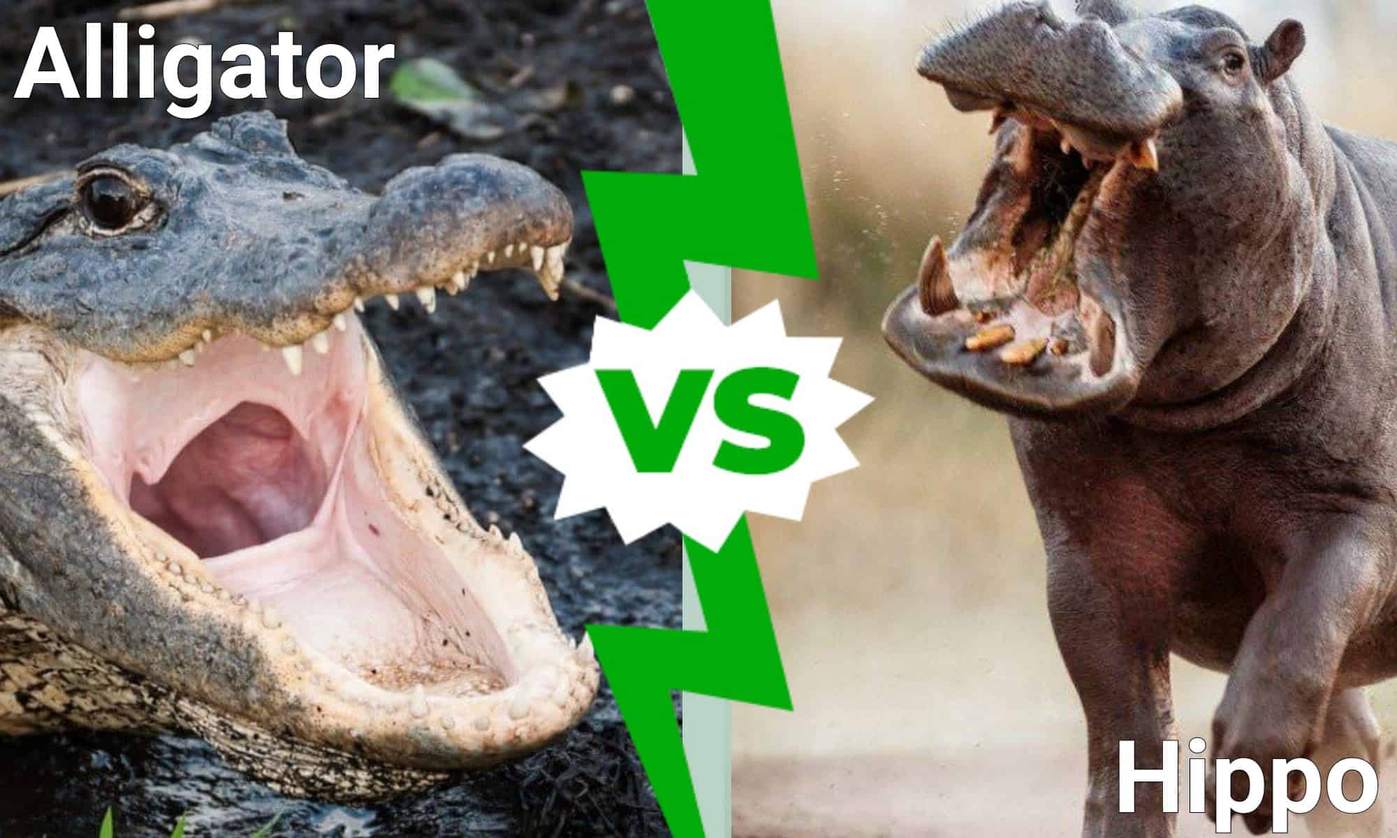 Alligator vs Hippo: Who Would Win in a Fight? - Sheffa.info