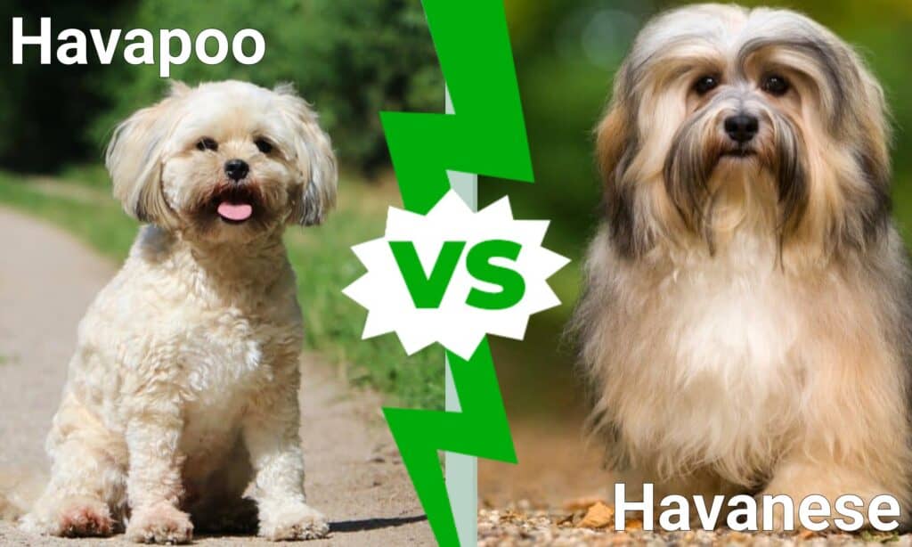 Havapoo vs Havanese