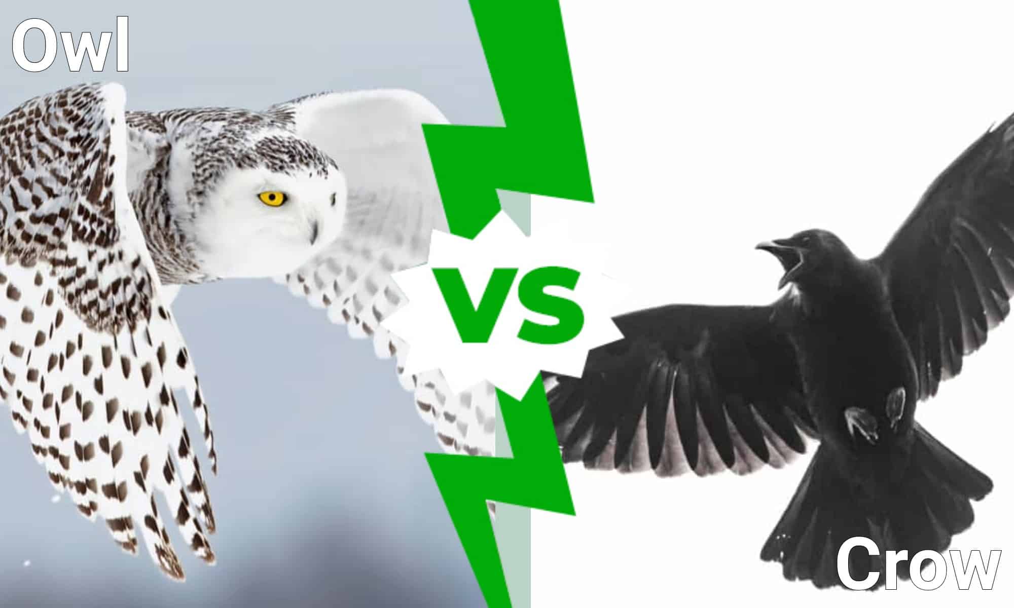 owls-vs-crows-brilliant-birds-battle-a-z-animals