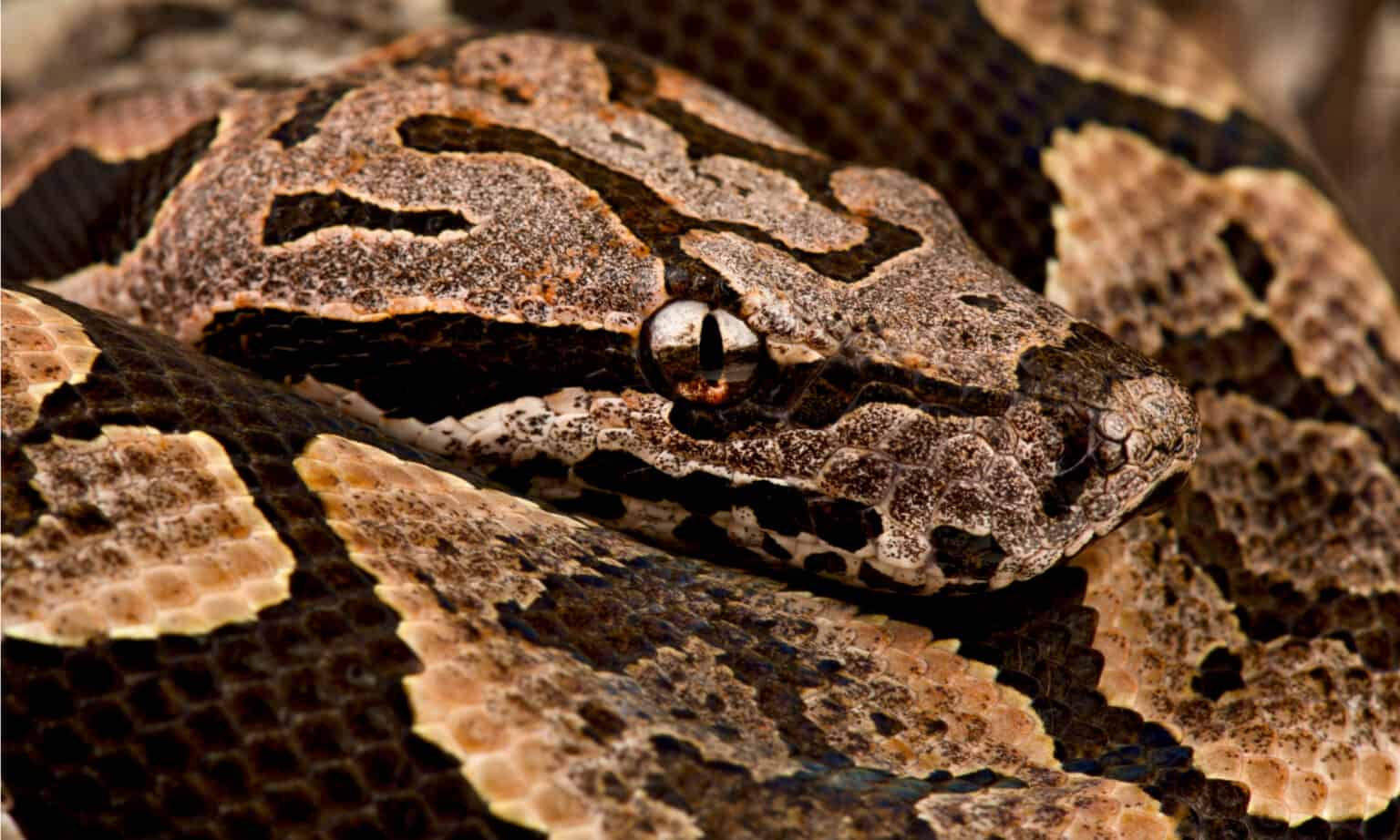 Dumeril’s Boa Animal Facts | Acrantophis Dumerili - Wiki Point