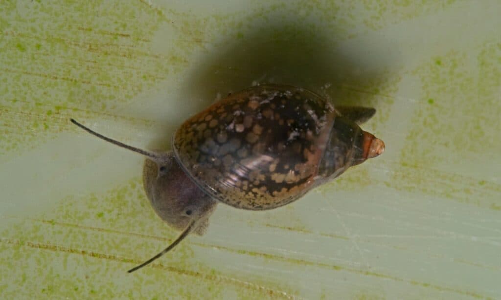 Bladder Snail (Physella acuta)